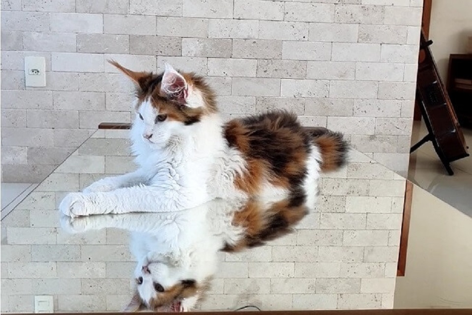 Francesca